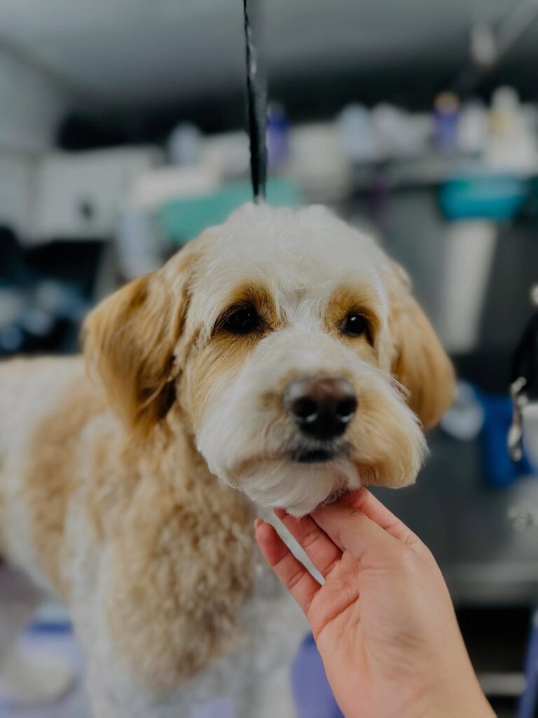 Fluffy dog standing on grooming table being pet by a persons hand