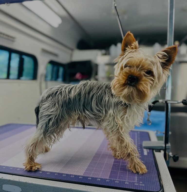 small dog after grooming