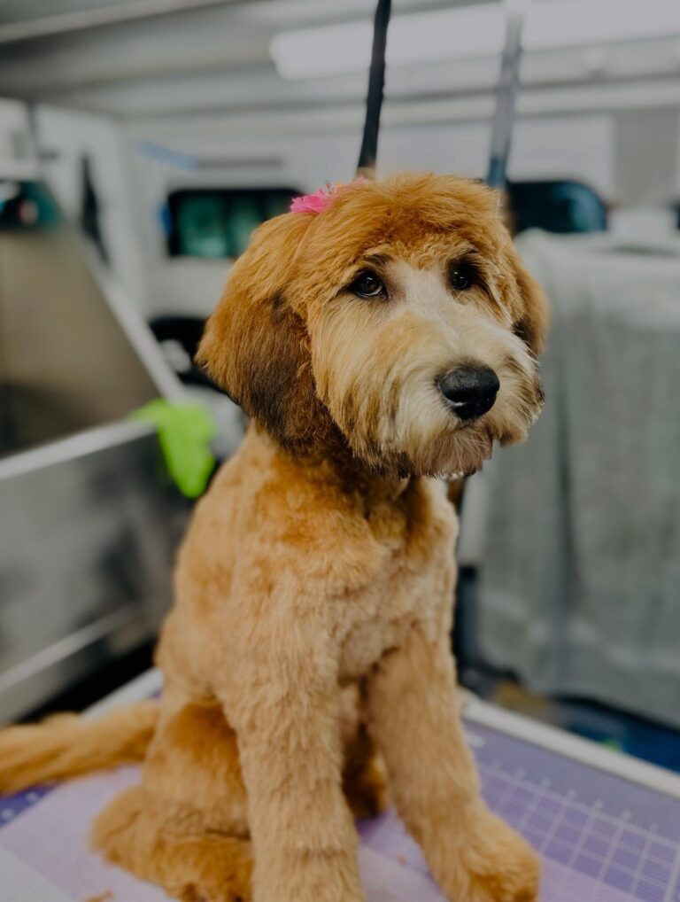 Cute brown fluffy dog wearing a pink bow after a grooming