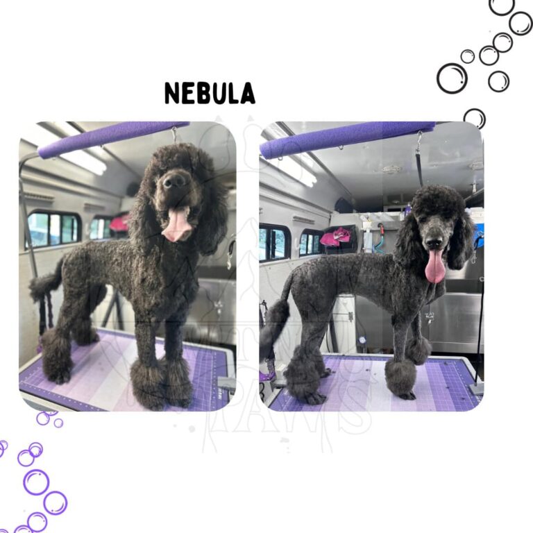 Collage of Nebula before and after grooming