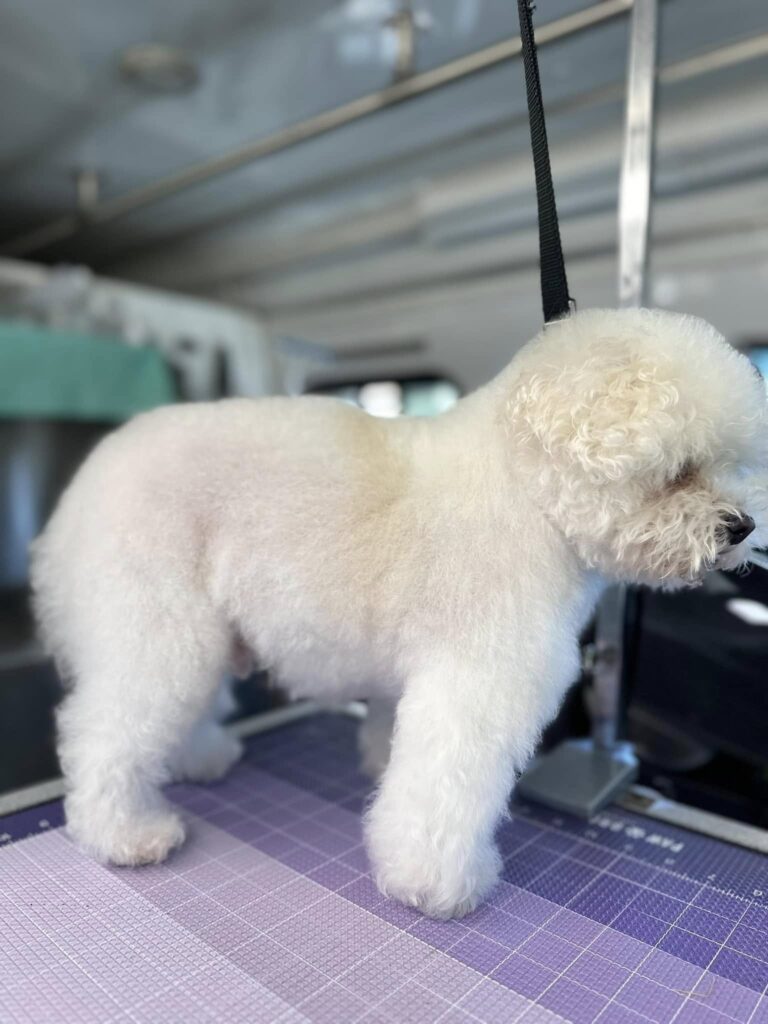 groomed fluffy white dog standing on grooming table