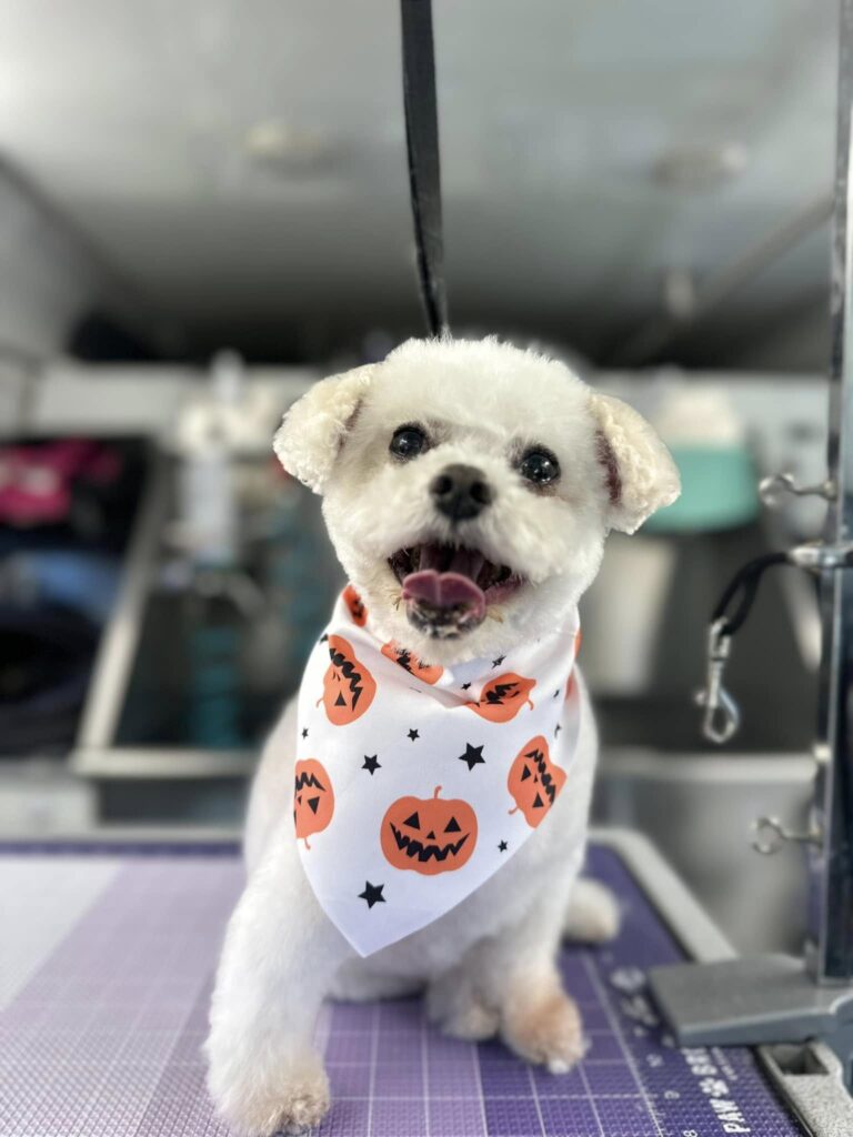 Cute white fluffy dog wearing halloween bandana after a grooming