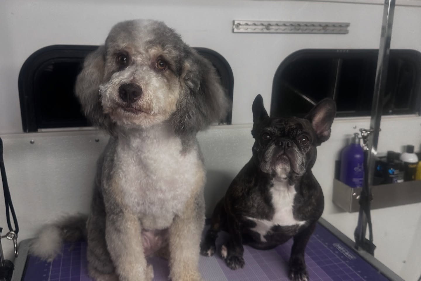 two dogs sitting together on grooming table