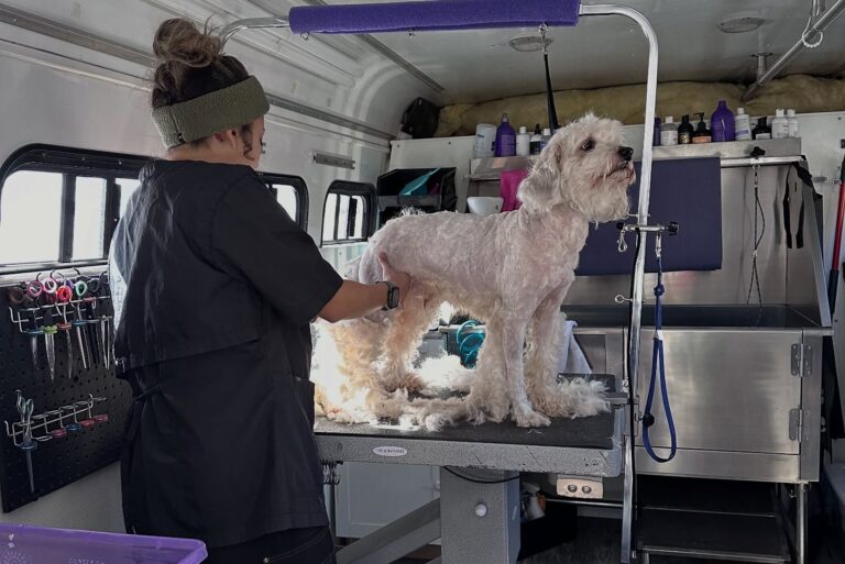 Cute white fluffy dog standing on grooming table while groomer cuts its hair gently