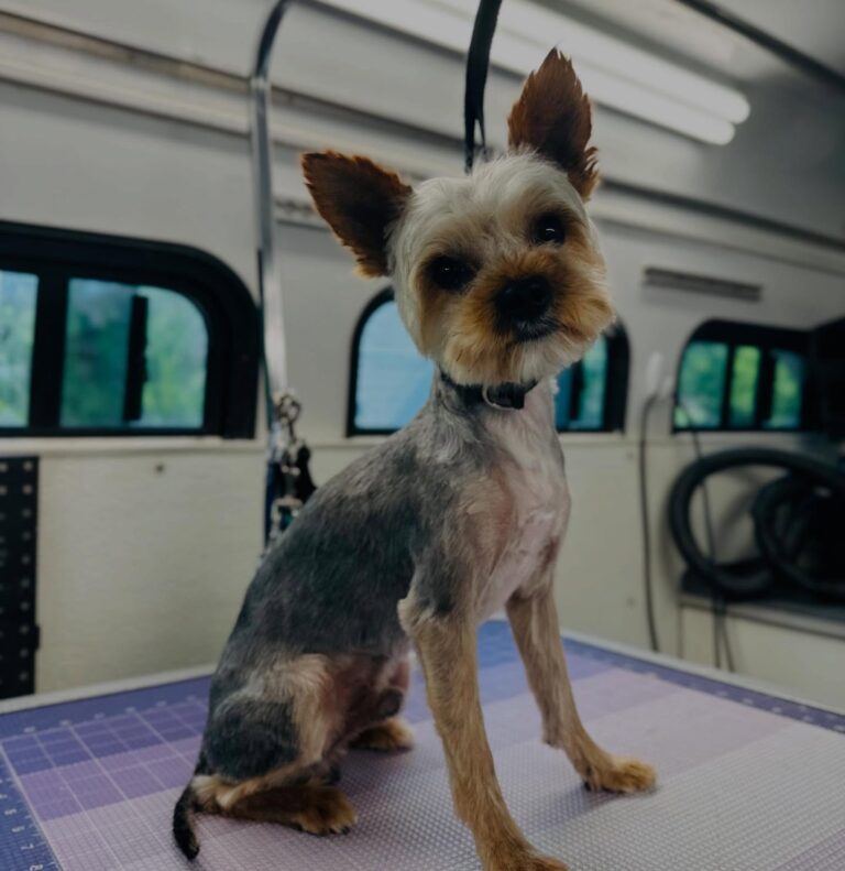 Mtn Paws trimmed dog standing on grooming table