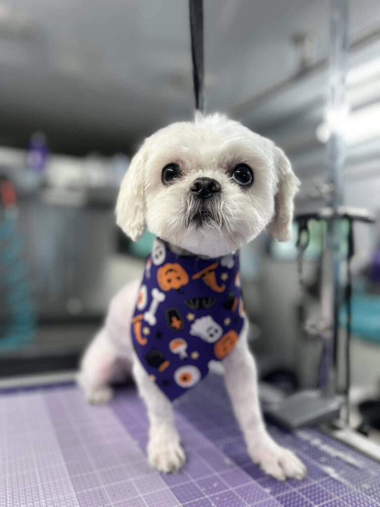 Cute white fluffy dog wearing purple halloween bandana after a grooming