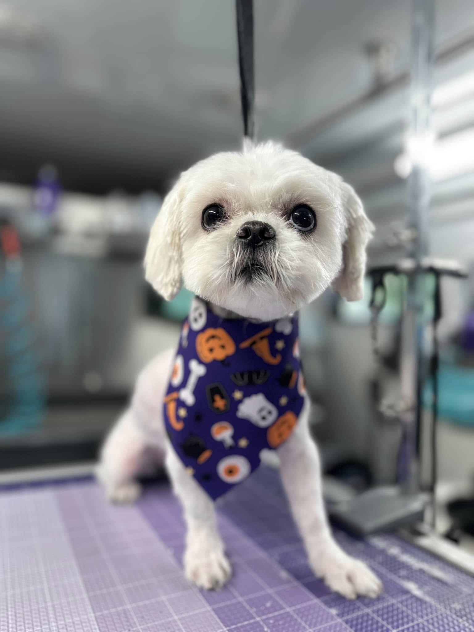 Cute white fluffy dog wearing purple halloween bandana after a grooming
