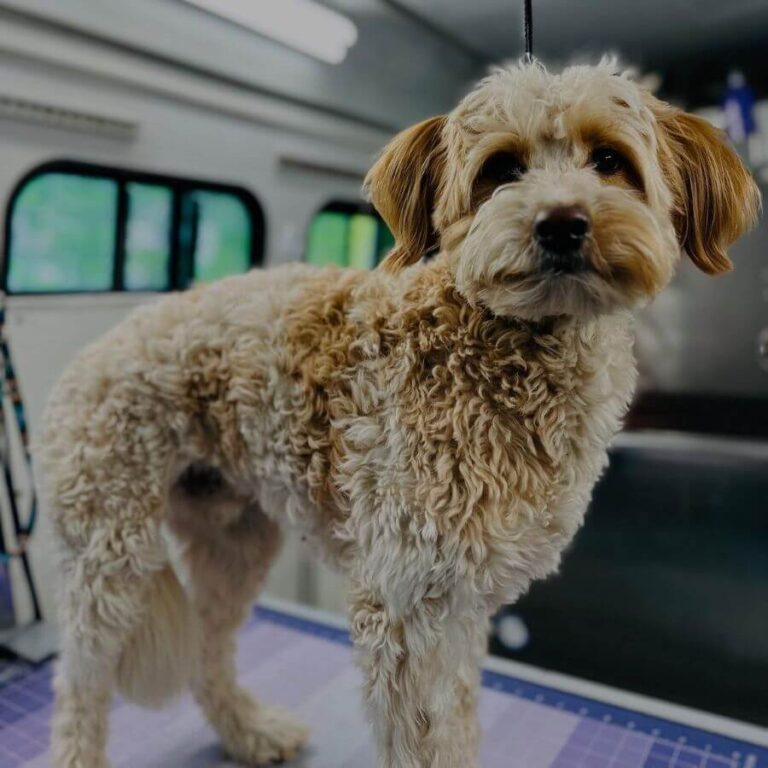 fluffy tan dog standing on a grooming table