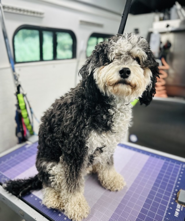 Fluffy dog on grooming table
