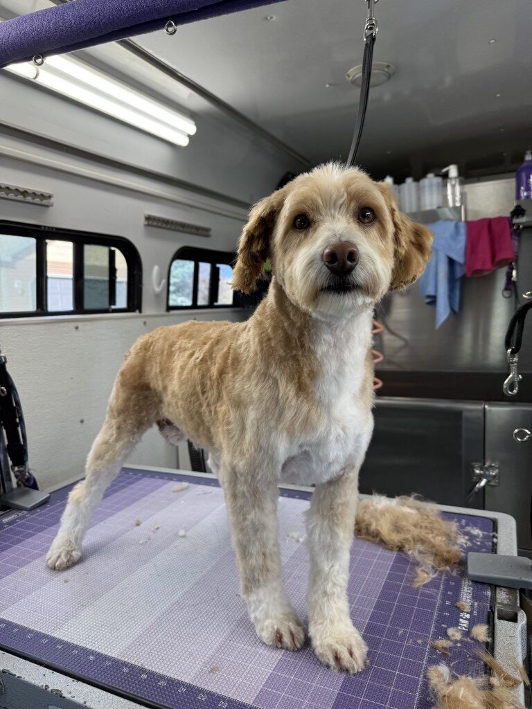 Groomed dog standing on table