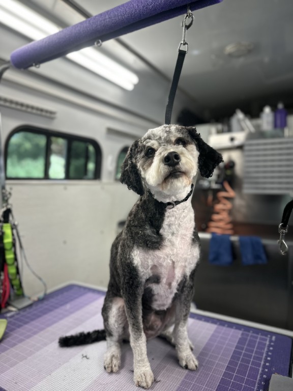 Dog sitting on grooming table