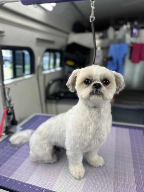 Groomed dog sitting on table