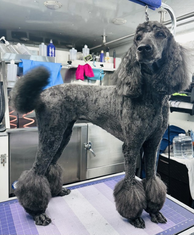 Groomed black poodle standing proudly.