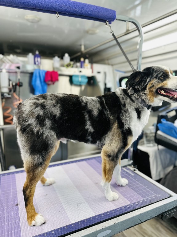 Dog on grooming table, smiling