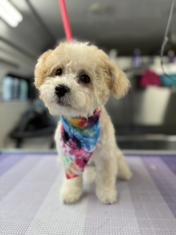 Fluffy dog wearing colorful bandana