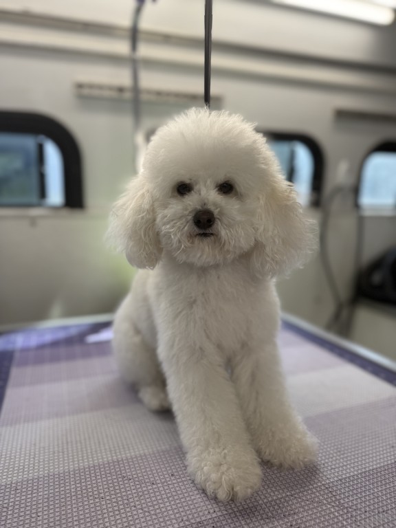 Fluffy white dog sitting calmly.