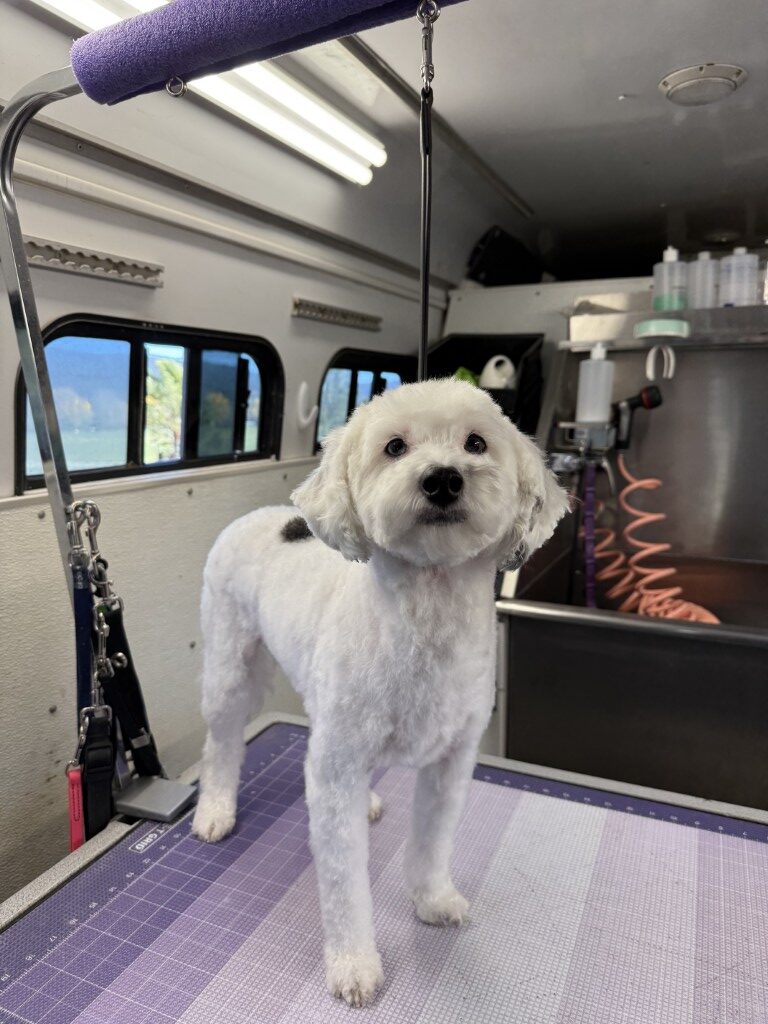 Groomed dog in mobile grooming van